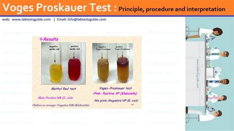 methyl red and voges-proskauer test